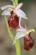 Ophrys exaltata subsp. montis-leonis